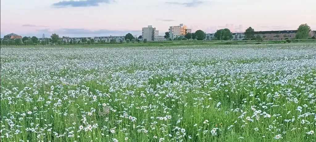 Witte bloemen in het weiland Houten-Oost met de bestaande woonwijk op de achtergrond