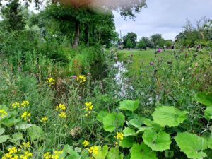 Groen in park Oudegein in gemeente Nieuwegein