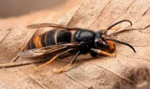 De Aziatische hoornaar vormt een bedreiging voor de biodiversiteit