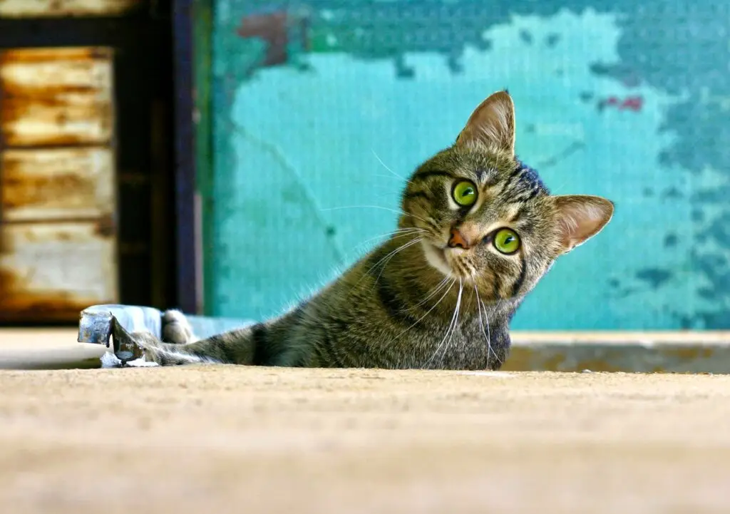 Dierenartsen waarschuwen voor uitbraak kattenziekte