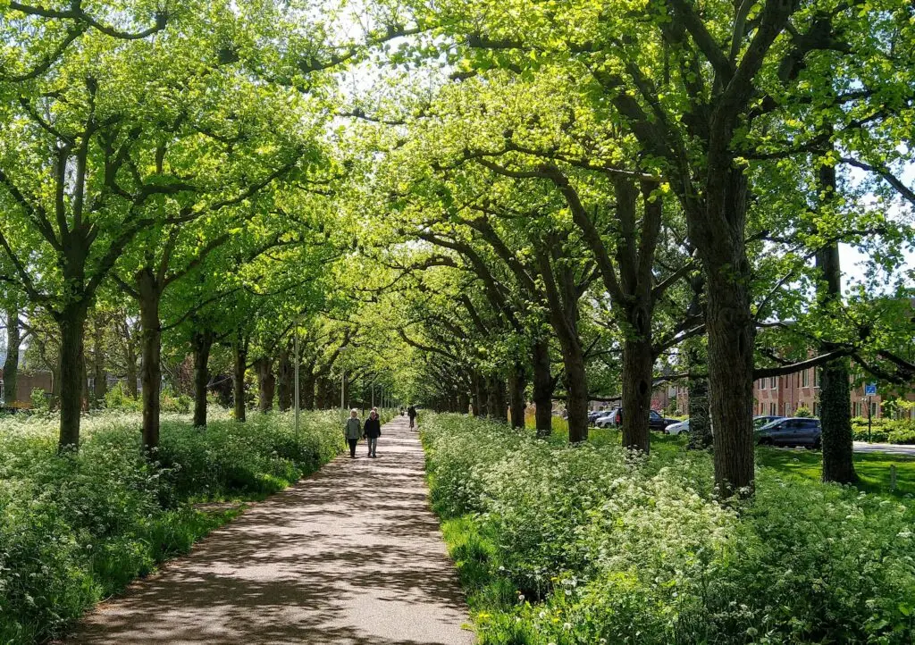 IJSSELSTEIN – UIT in IJsselstein introduceert in samenwerking met de Historische Kring in augustus twee avondrondleidingen: de Bomenwandeling en de Wijkwandeling Nieuwpoort