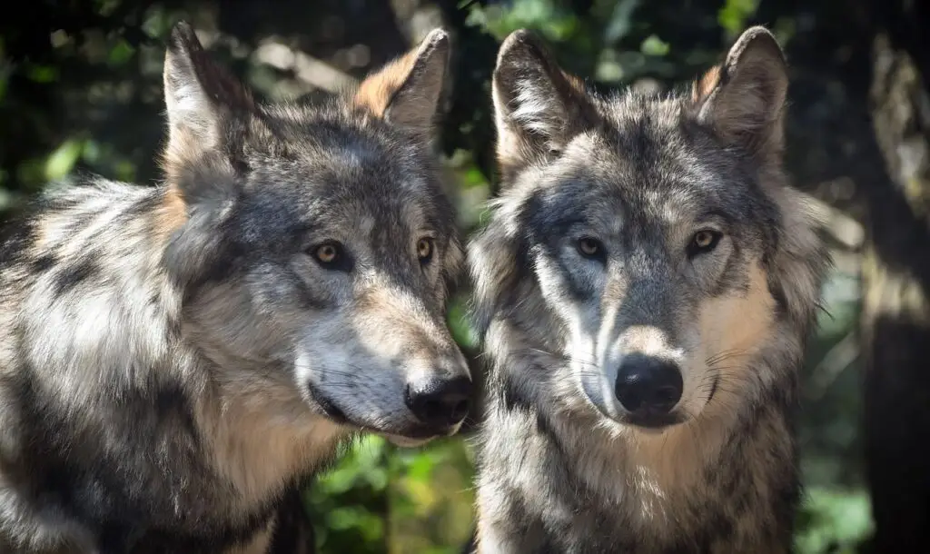 De wolf in de provincie Utrecht: Verrijking of plaag?