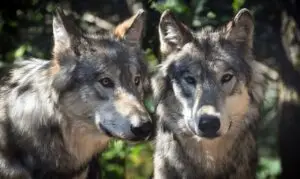 De wolf in de provincie Utrecht: Verrijking of plaag?